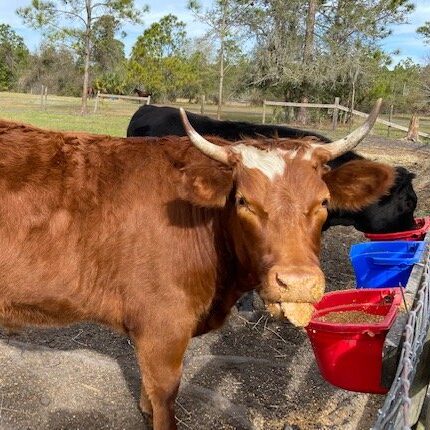 Brown cow with white markings eating from a trough, standing in a pasture with trees in the background. Two blue and red feeding buckets are visible nearby.